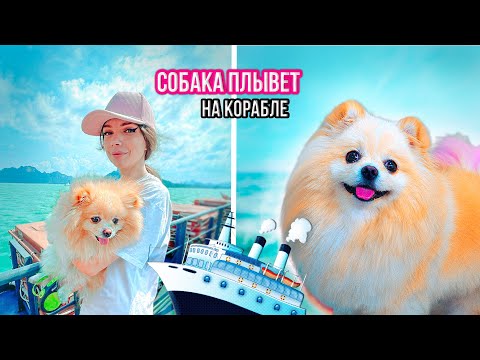 СОБАКА Впервые ПЛЫВЕТ на КОРАБЛЕ на ОСТРОВ | РЕАКЦИЯ ПЕСИКА | ПУТЕШЕСТВИЯ с Питомцами - Паром Самуи