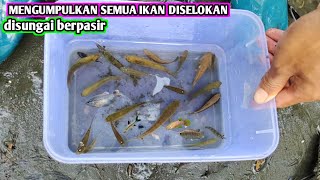 Download Lagu MENGUMPULKAN IKAN DI SUNGAI ADA JENIS APA SAJA YA MP3 Download Lagu MENGUMPULKAN IKAN DI SUNGAI ADA JENIS APA SAJA YA MP3