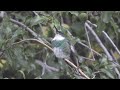 Leucochloris albicollis / Picaflor Garganta Blanca / White-throated Hummingbird