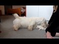 Sealyham Terrier Whitepepper's Norah Jones puppies part 3 の動画、YouTube動画。
