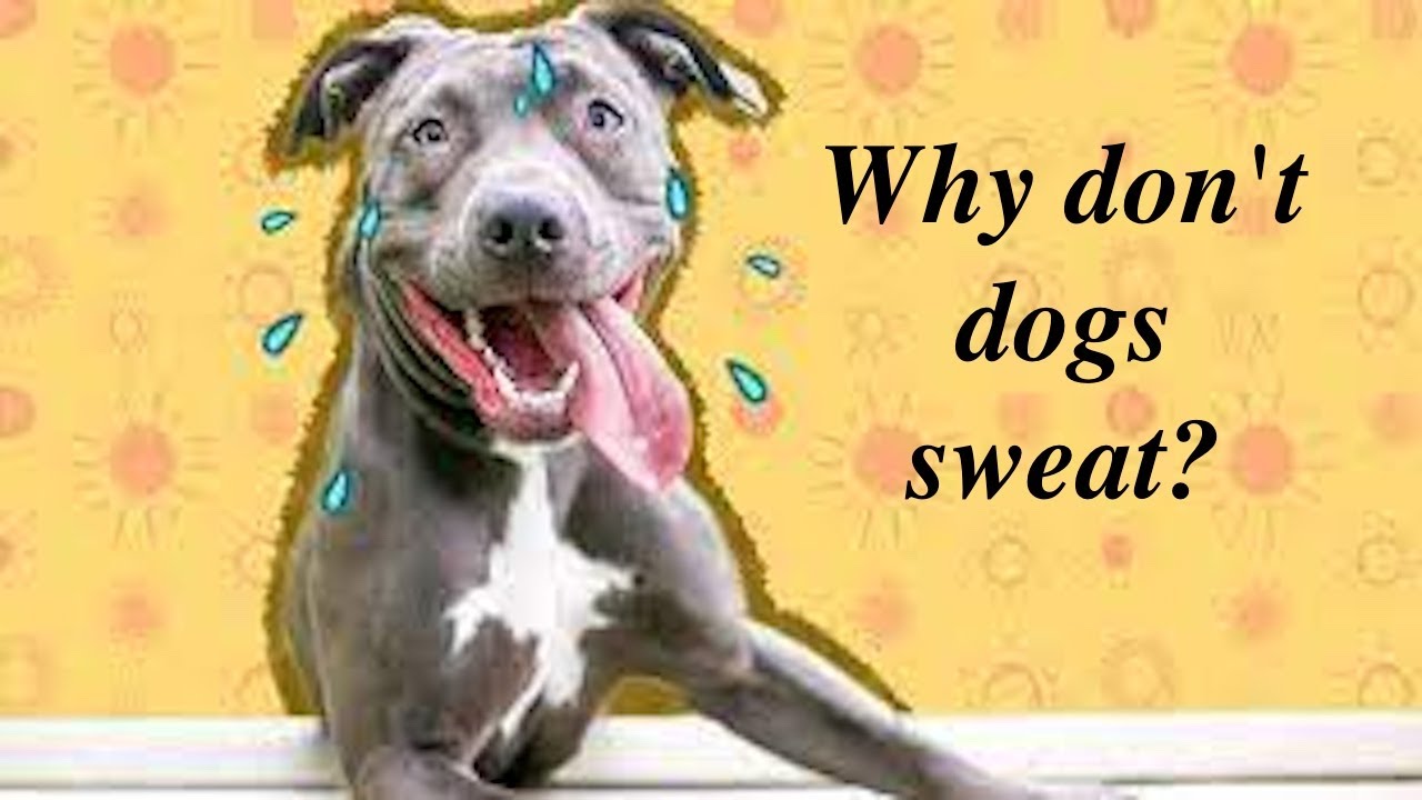 Why don't dogs sweat? dog YouTube