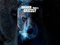 The Bear That Made Grizzlies Nervous #shorts #wildanimals
