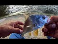 De esta forma se pesca fácil la mojarra drum.