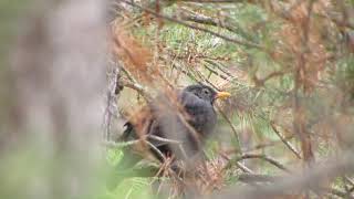 Common Blackbird » Turdus Merula/Karatavuk