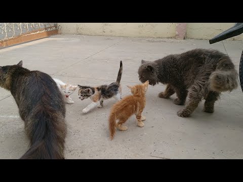 Abandon Kittens Found Father And Mother Cat Who Is Stimulating Them