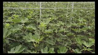 No Copyright Video Fig Trees