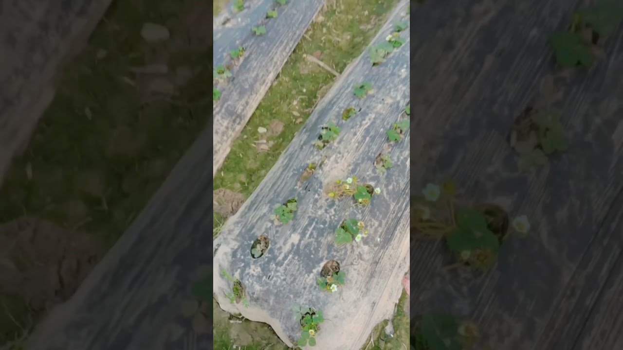 MaShaAllah Strawberry Ki fasel #strawberry #alimughalmotivational #youtubeshort @YouTube @everyone