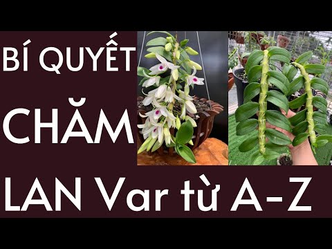 Bí Quyết Chăm Lan Đột Biến | Lan Var Từ A Tới Z 2021 | Đức Hoa Lan | Foci