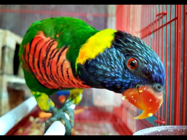 66 Gambar Burung Nuri Pelangi HD Terbaru