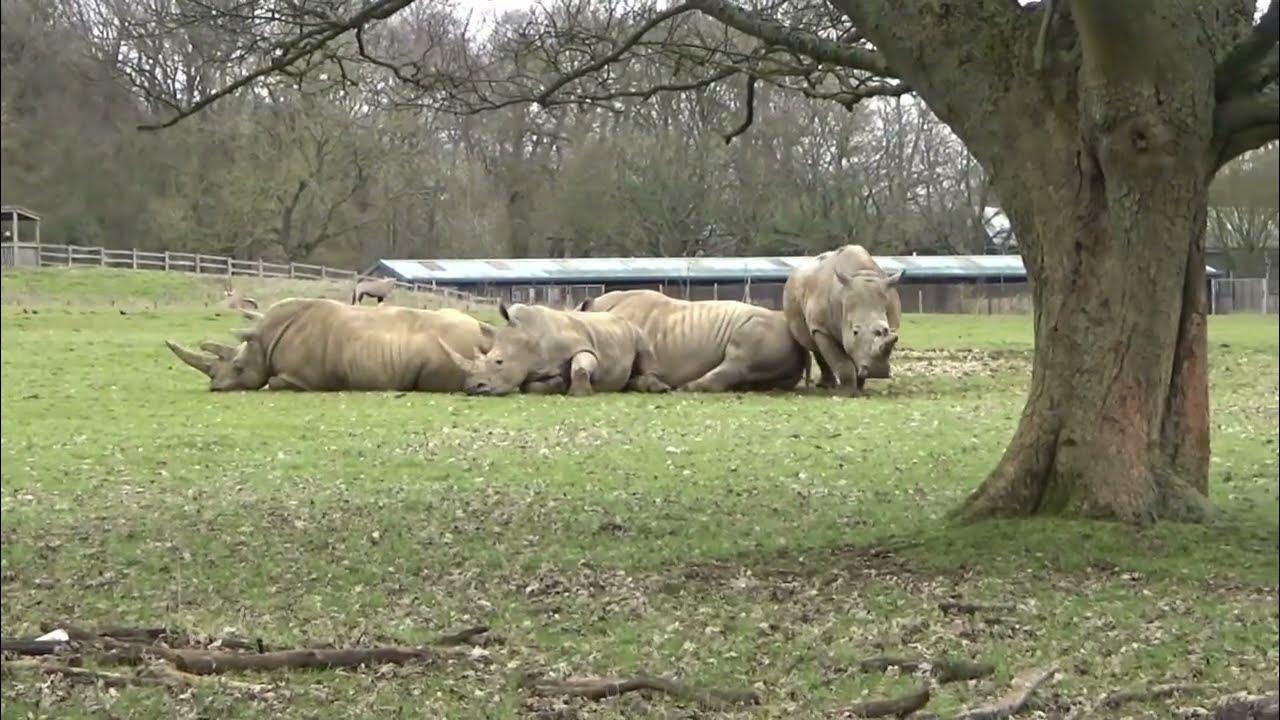 Poop poop! Wallaby meat for sale. YouTube