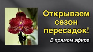 : Dana Protasova    -  !
