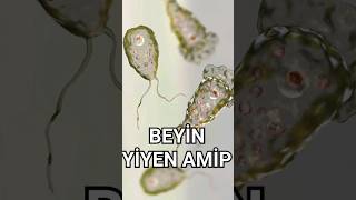 Beyin Yiyen Amip Naegleria Fowleri