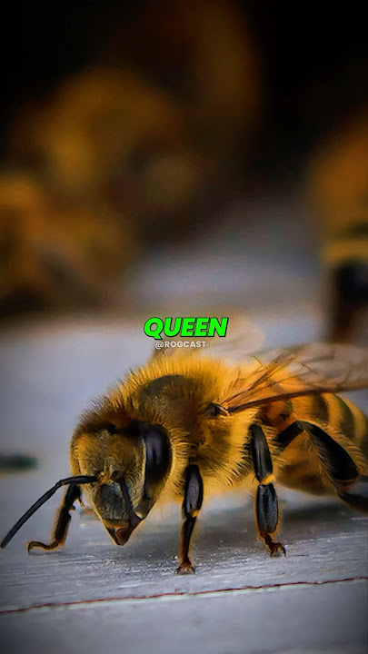 Deadly Cost of Mating With a Queen Bee 😳👑 #joerogan