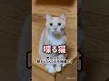 【お喋り猫】茶々丸くん、朝からなんだか不機嫌？ #保護猫 #しゃべる猫 #喋る猫