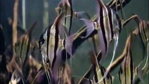 Bễ Lũa Cá Thần Tiên Ai Cập - Thiên Đường Cá Cảnh