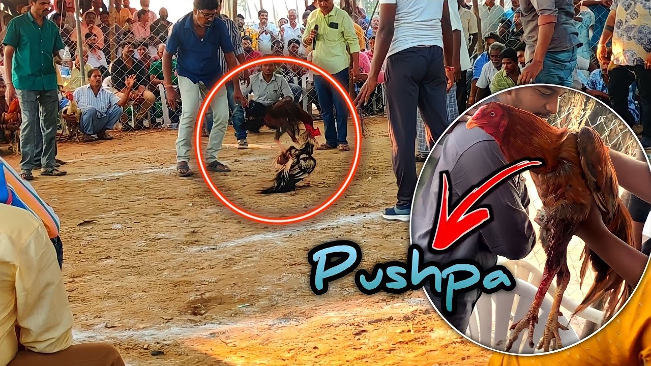 konaseema Kodi pandalu Fight | Pushpa | kothapeta | Tirupati Temple @Askvlogs1605