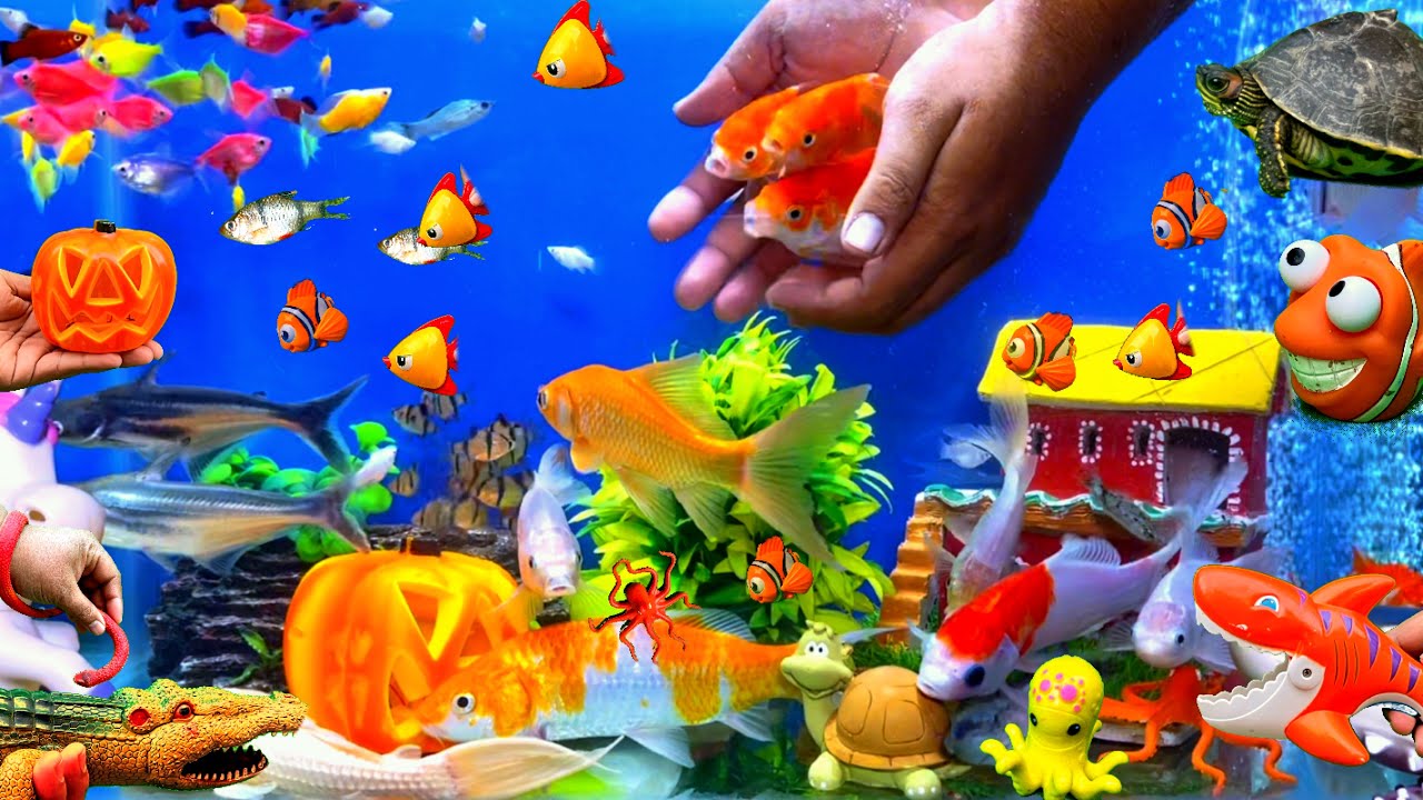 Fish Aquarium, Fish Video, Fishes And Toys, Big Fish, Cute Animal Toys