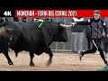 4K ▪ MONCADA ▪ TOROS DE GERARDO ORTEGA