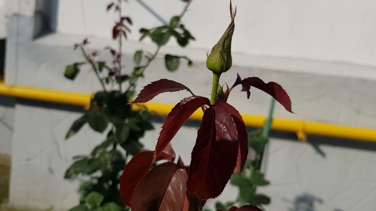 Розарий мой ОЖИЛ после СИЛЬНЕЙШИХ ЛИВНЕЙ, обзор Остинок и Плетистых сортов ( 1 часть) 22.08.2021 год