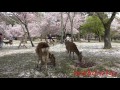 【４Ｋ】　奈良公園・桜