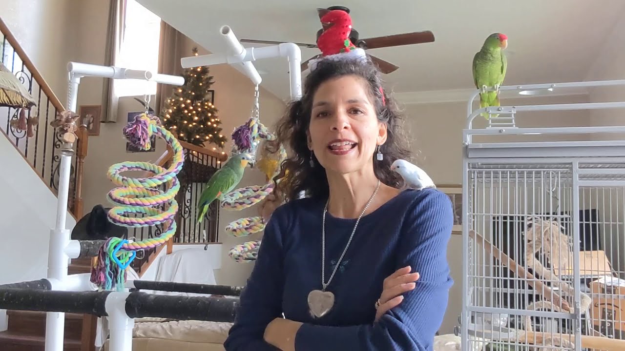 How Often should You Take Your Parrot 🦜 To The Veterinarian?