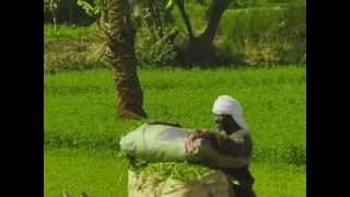 أجمد أغنية صعيدية - حمال أسية - عبدالسيد