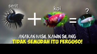 Anakan Ikan Cupang Kawin Silang Cupang Serit Dan Koi