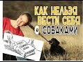 Как нельзя вести себя с собаками. Собачьи жесты