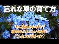 忘れな草の育て方 植え方 肥料 水やり 病害虫 冬 土選び