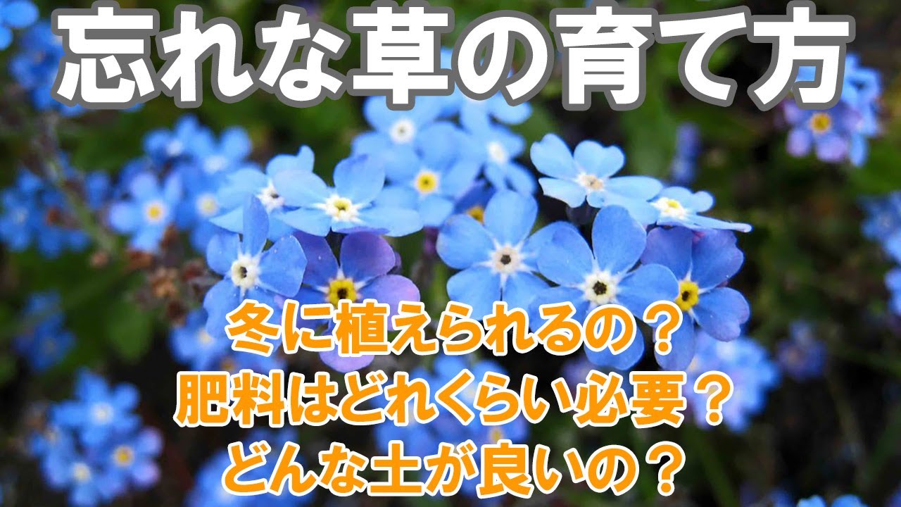 忘れな草の育て方 植え方 肥料 水やり 病害虫 冬 土選び Youtube