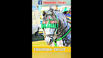 الله الله أجي تسمع كلام زمان عن الخيل اللهم بآرك فرجة ممتعة Horses 