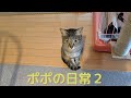 ぽぽの日常 PART2【Popo's daily life PART2】