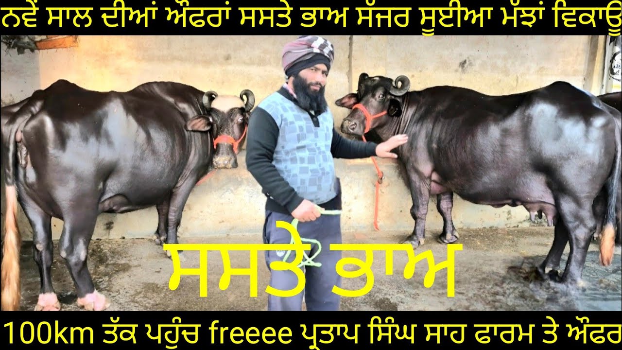 ਨਵੇਂ ਸਾਲ ਦੀਆ ਔਫਰਾਂ ਸਸਤੇ ਭਾਅ ਸੱਜਰ ਸੂਈਆ ਮੱਝਾਂ 8animals for sale #best #qulity #top #bufflo#viralvideo 