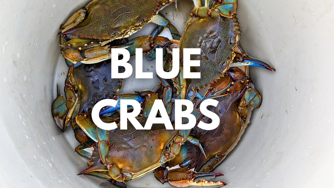 ЛОВЛЯ ФЛОРИДСКИХ СИНИХ КРАБОВ В БЕЙ ТАМПА! (Парк Форт-де-Сото)