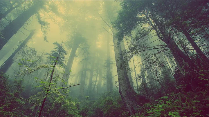 Moya Brennan - Tell Me Now (What You See) (Film version, King Arthur, 2004)