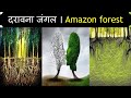 अमेजॉन जंगल के बारे में पूरी जानकारी ।| Amazing facts in hindi about Amazon Rainforest | intresting