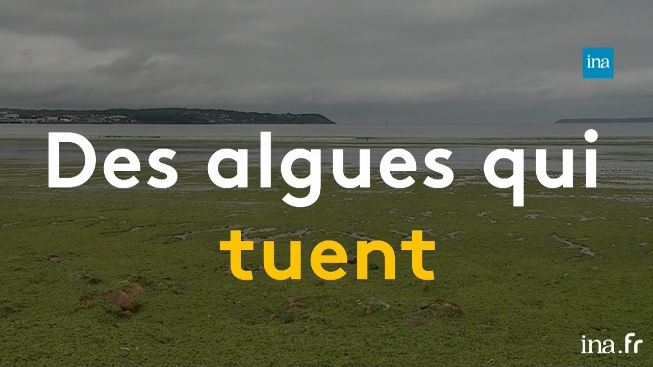 Marée verte sur la plage : les algues nous assiègent