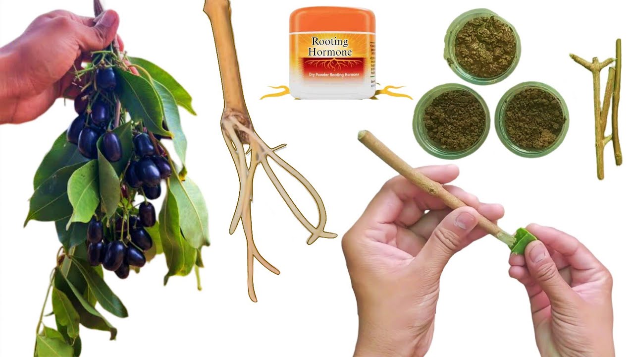 How to grow jamun tree from cuttings/ जामुन का पेड़ लकड़ी से पौधा कैसे