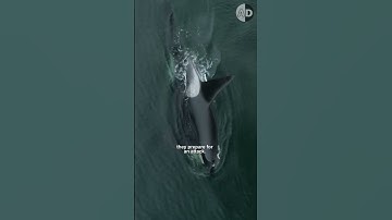 Killer Whale Attack Tuna in a Genius way!