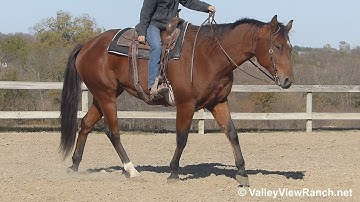 Hotshot Invitation - easy walk, slow jog, smooth lope-offs, stops! - ValleyViewRanch.net