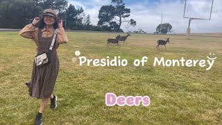 Deers are everywhere at the military base-DLI
