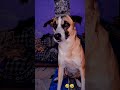 🐶🐶mujhe kahi ane jane nhi diya jata hain 🫣🤣😪#shortsvideo #funny #lovely #cutiepie #meDabbuwithsmile