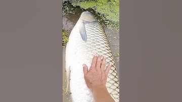 Cá trắm cỏ khủng 42kg #fishing #cauca