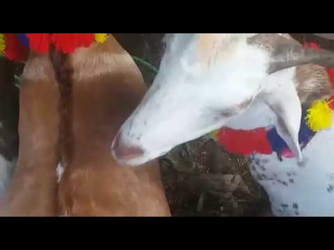 horseshoe bend बकरा मंडी delhi / goat Market New Delhi. Bakra Eid Preparation