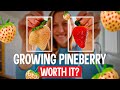 PINEBERRIES: A Steal at $1.50?