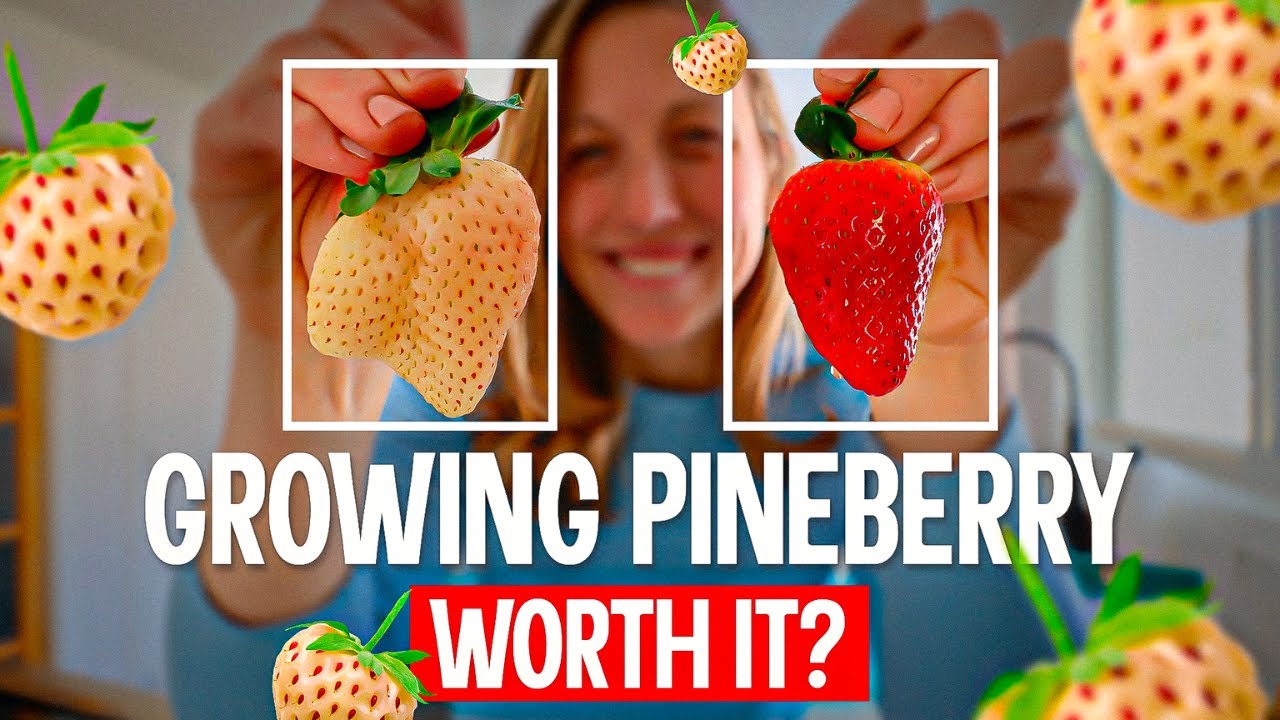 Ягоды кедровые: выгодная покупка за 1,50 доллара?