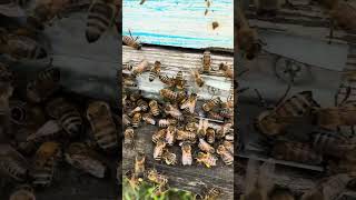 #bee #honey #beekeeping #бджоли