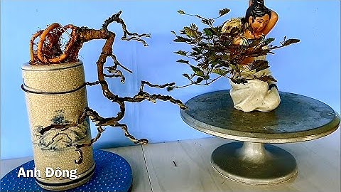 Cây bonsai Hoa Trinh Nữ