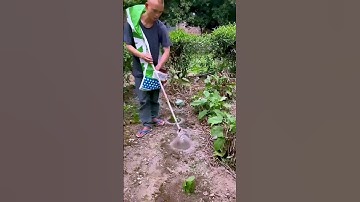 the process of fertilizing vegetable seedlings; Good ways to be more productive