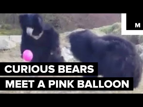 Curious and Confused Bears Play With a Pink Balloon